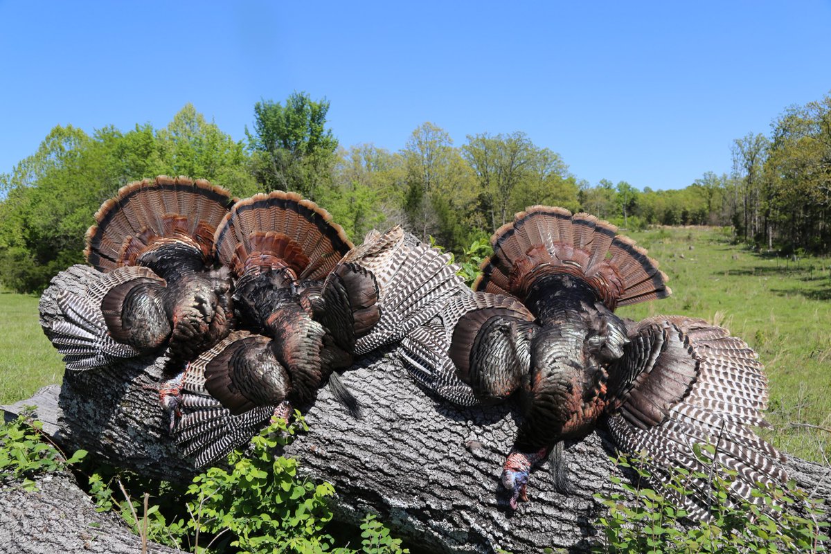 Weekends are for the birds. #powkeepsi #wtr17