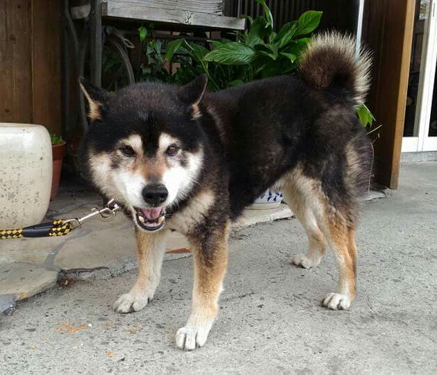 TOKUSHIMA_ZERO's tweet photo. ツイート
【#徳島】#緊急 #拡散希望 #迷子犬 #板野郡松茂町
🆘『ボクお家にかえりたい』
情報求❗
飼い主さんを探しています❗
保護しています❗
黒柴♂
ご近所の仔ではありませんか？
🌟お心当りがございましたら記事元さんまで↓
https://t.co/F1dqkWltYM https://t.co/hGF6O78FLv