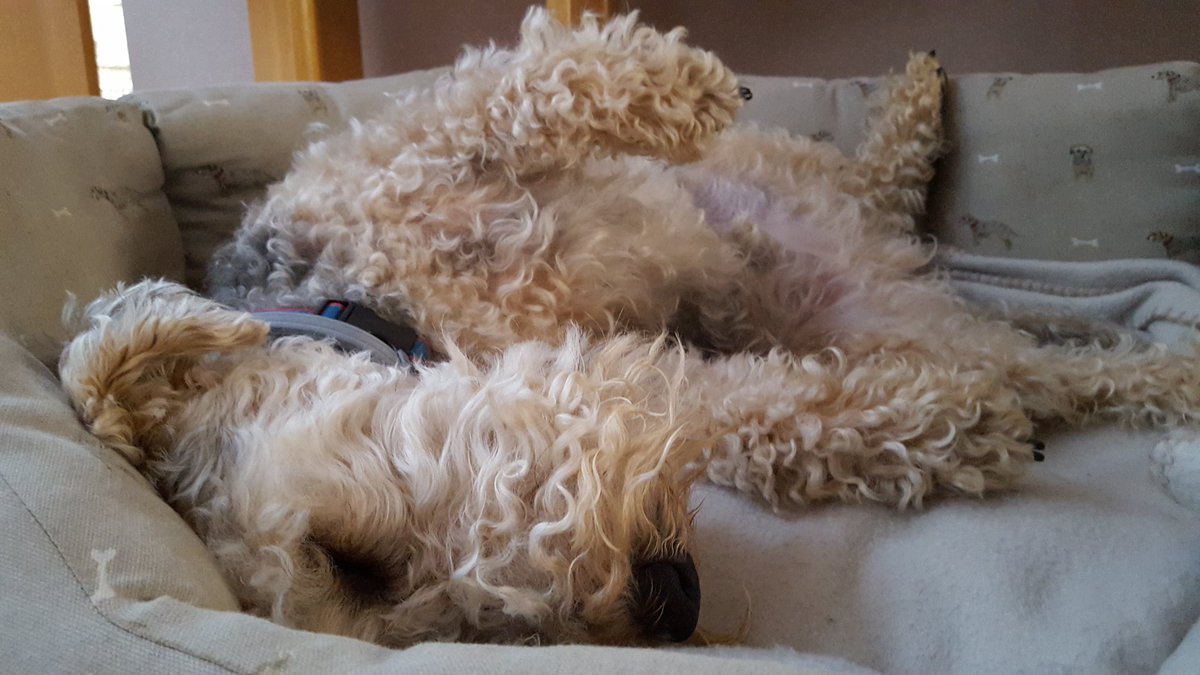 ArchieLakeland's tweet photo. I'm pretending not to be awake as, *gulp*, there's talk of "Monday" and "Furcut" 😨
#SaveMyBeard 😟
#LakelandTerrier Panic! 😨 https://t.co/0jqA3mrOaw