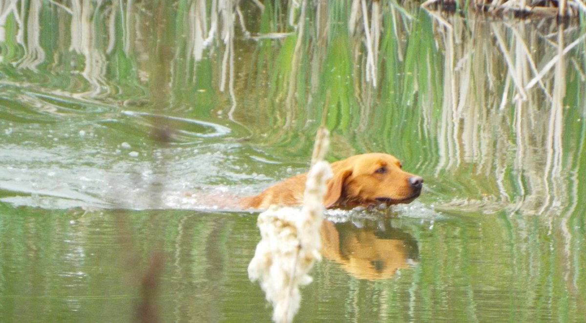 Wbardsley2's tweet photo. Check out #biddablebardsley #blog #opentest #gundogs https://t.co/Lhd3LqOTaH #labrador #goldenretriever #flatcoatretriever #urc #lockerley https://t.co/nHvSPuz1Y9