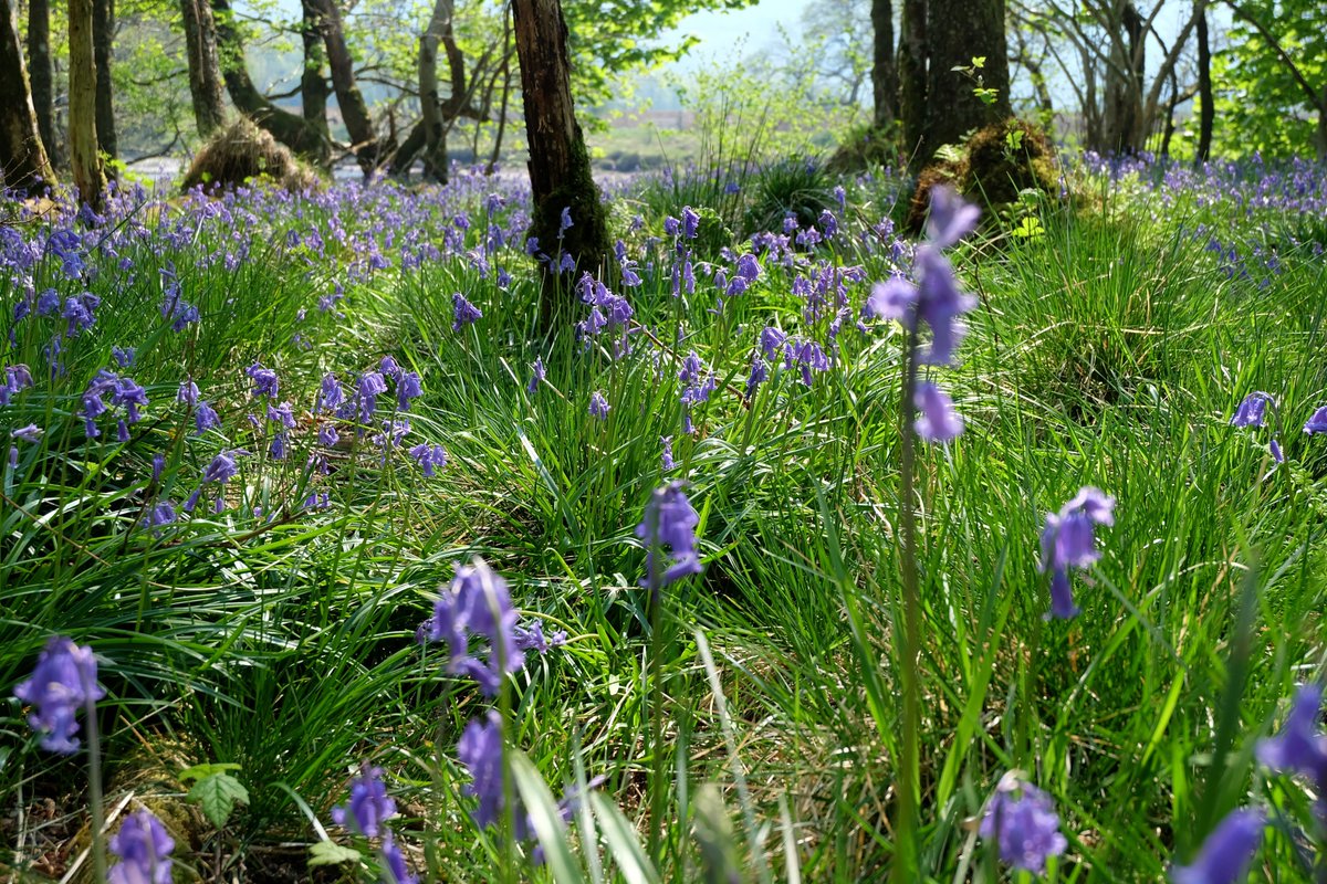 StMarysSpace's tweet photo. I'm just crazy about bluebells! 
#bluebells #flowers #Argyll #Scotland #photography https://t.co/JUmvXw4YH3