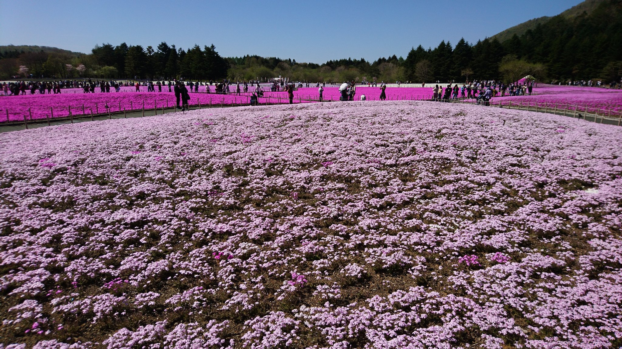 富士芝桜 Twitter Search Twitter