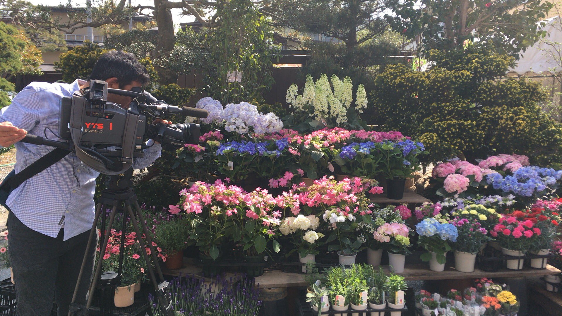 日本三大植木市 Twitter Search Twitter