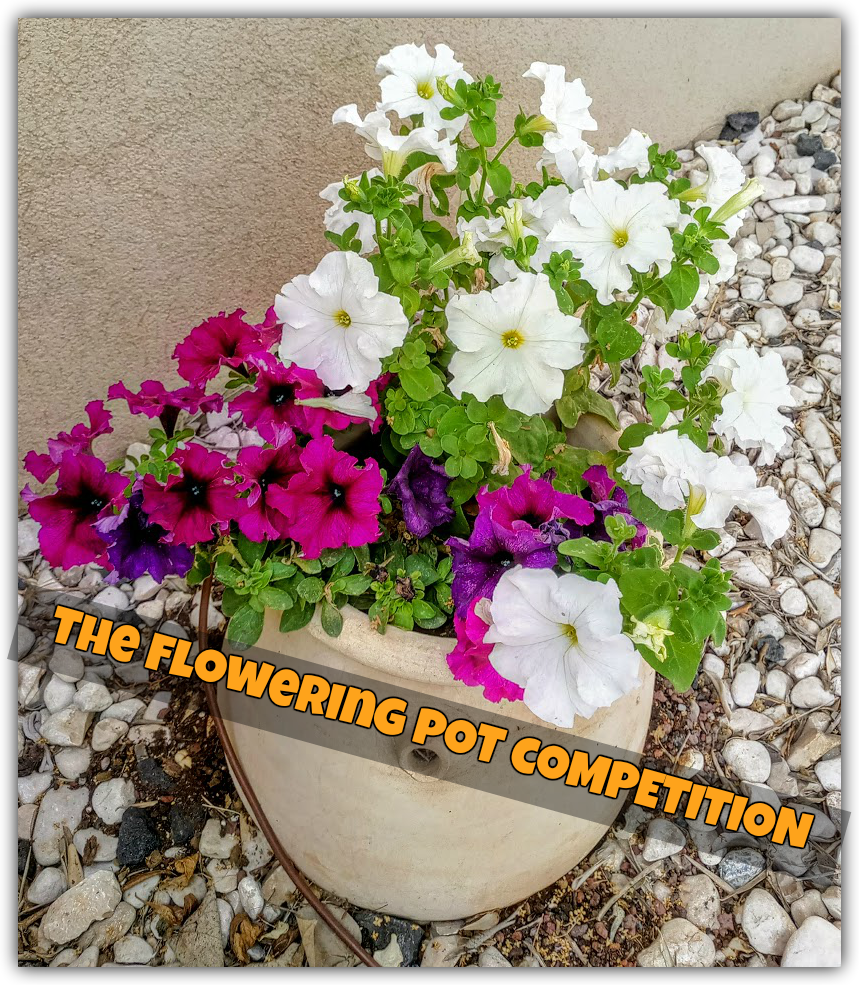 handpruning's tweet photo. $300 Up for grabs! 
Plant an amazing flowering pot
Send us two photos of your best flowering pot
https://t.co/S9nQ0JFUJn https://t.co/1sLC7PvRfT