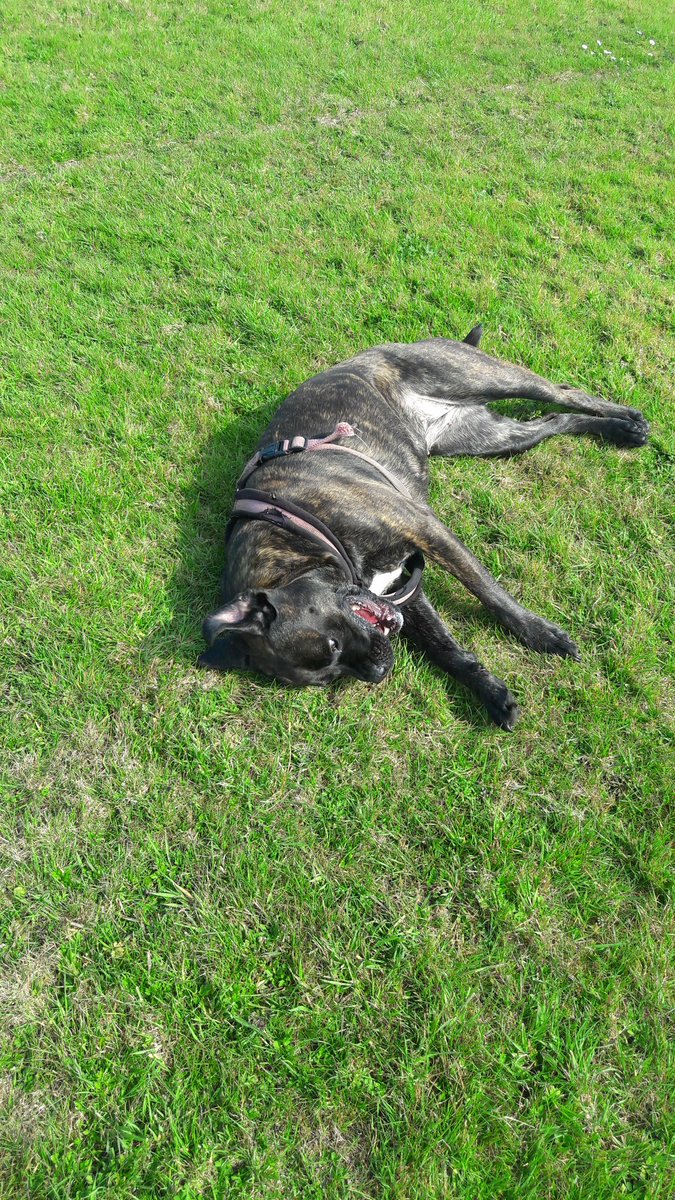 HaylieSanctuary's tweet photo. Macey Playing in The Field being Silly please Help us https://t.co/Gl83sXZ72Y