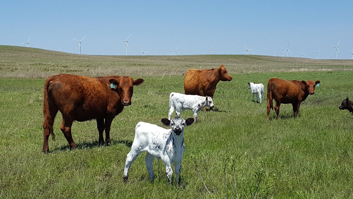GrazeThePrairie's tweet photo. That face!💚💚💚
#HolisticManagement #LaVidaLocal #AGACertified #GrassFedBeef #GrazeThePrairie https://t.co/NHNWhPMbRq