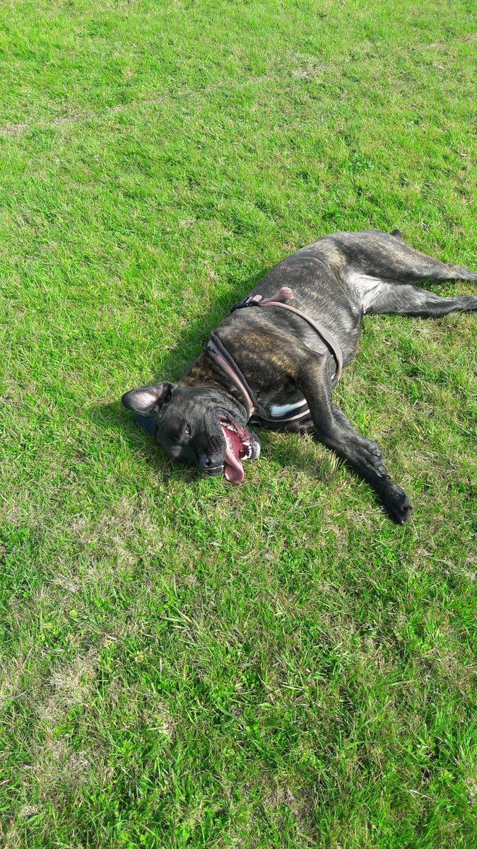 HaylieSanctuary's tweet photo. Macey Again Playing in the field Being Silly https://t.co/K1iFcE3bvc