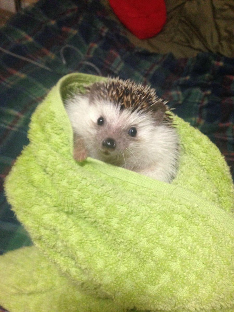 AwwAnimals_'s tweet photo. Bean after his bath https://t.co/Xxrgg6YqPr
