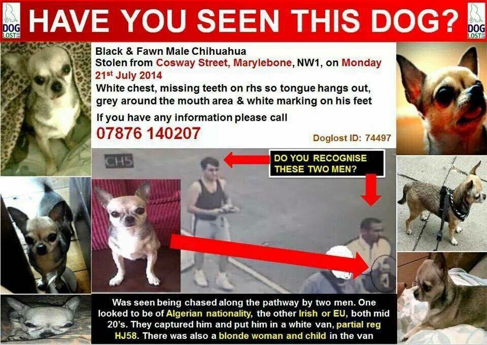 LisaLisaw1's tweet photo. π #FindJakey #MissingDog 21.07.14 #Marylebone #London #ChiSunday @find_jakey #ScanMe #StopPetTheft π https://t.co/a2hpEkRW7A