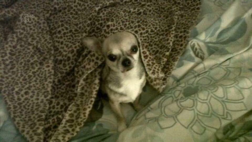 LisaLisaw1's tweet photo. π #FindJakey #MissingDog 21.07.14 #Marylebone #London #ChiSunday @find_jakey #ScanMe #StopPetTheft π https://t.co/4dea431EaF