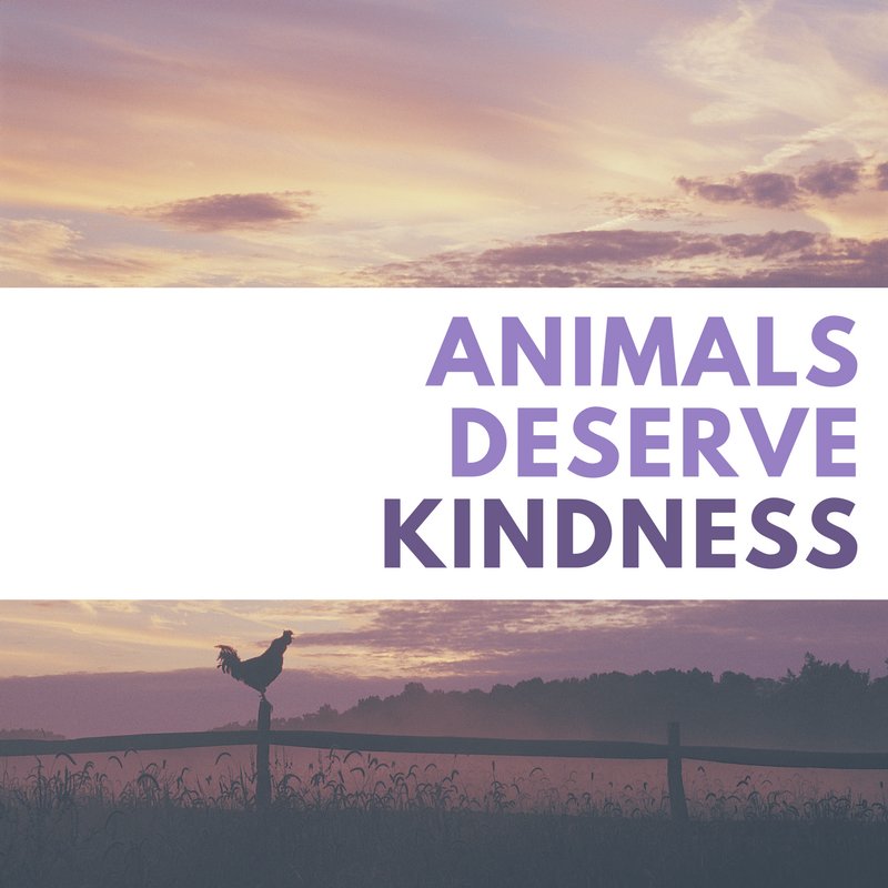 MercyForAnimals's tweet photo. Be kind to animals! 💙🐄🐖🐓 https://t.co/yLwC9OBIyB
