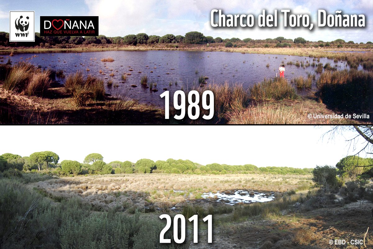WWFespana's tweet photo. El antes y el después de la laguna en la que está Carmen con @jordievole. "Claro que Doñana está en riesgo" #VaciandoDoñana https://t.co/IB22NIPOKg