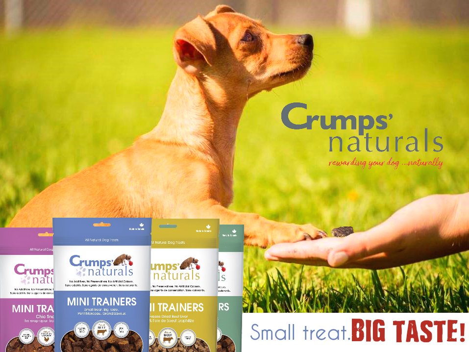 CrumpsNaturals's tweet photo. Big on flavour, small on calories! Yum! Our favourite Chiweenie dog Mia can't get enough ofof our Mini Trainers! 
#CrumpsCrew #naturalicious https://t.co/IfPhtbkQhF