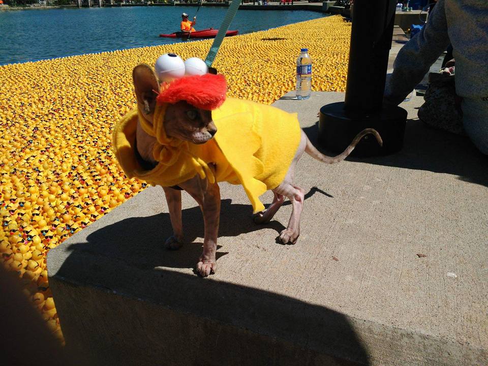 purry_wrinkle's tweet photo. Twinkle had a Quacktastic time at the YESS Duck Derby yesterday
#YessDuckDerby https://t.co/jCPYEQssKd