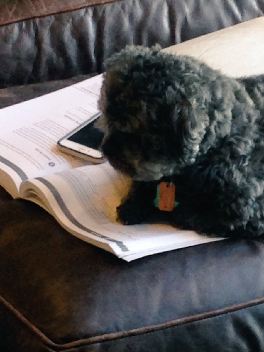 mangen38's tweet photo. Finals week. When even the dogs are studying https://t.co/DtLhWDRTEq