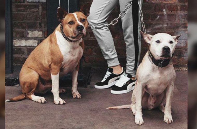 ThePupJournal's tweet photo. This Ad With Pit Bulls In Chains Is Just Plain Wrong https://t.co/O7ROPKrM5F https://t.co/wSRWSLWZZI