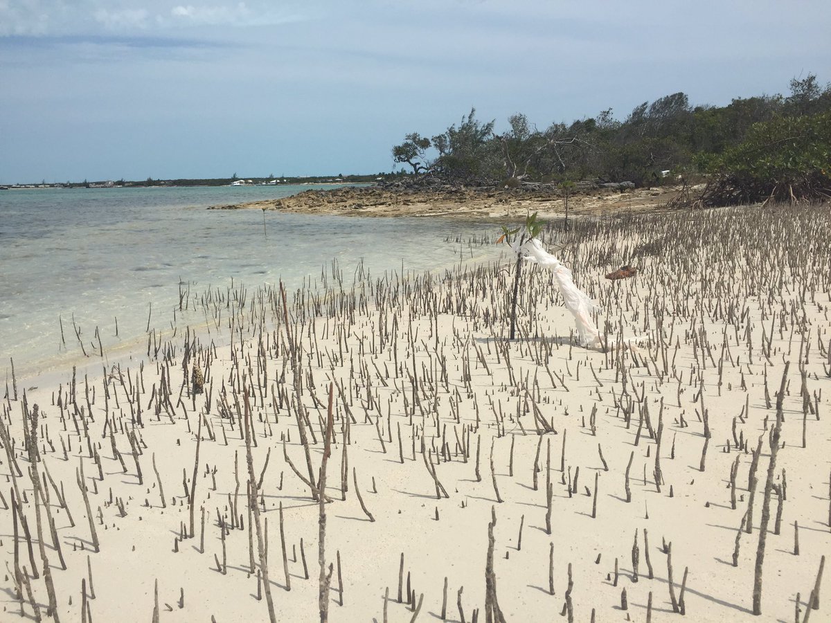 Saw this today. Our Earth is tired and trying to surrender if we will let her. <a href="/Surfrider/">Surfrider Foundation</a> #plastic #pollution #everydayisearthday