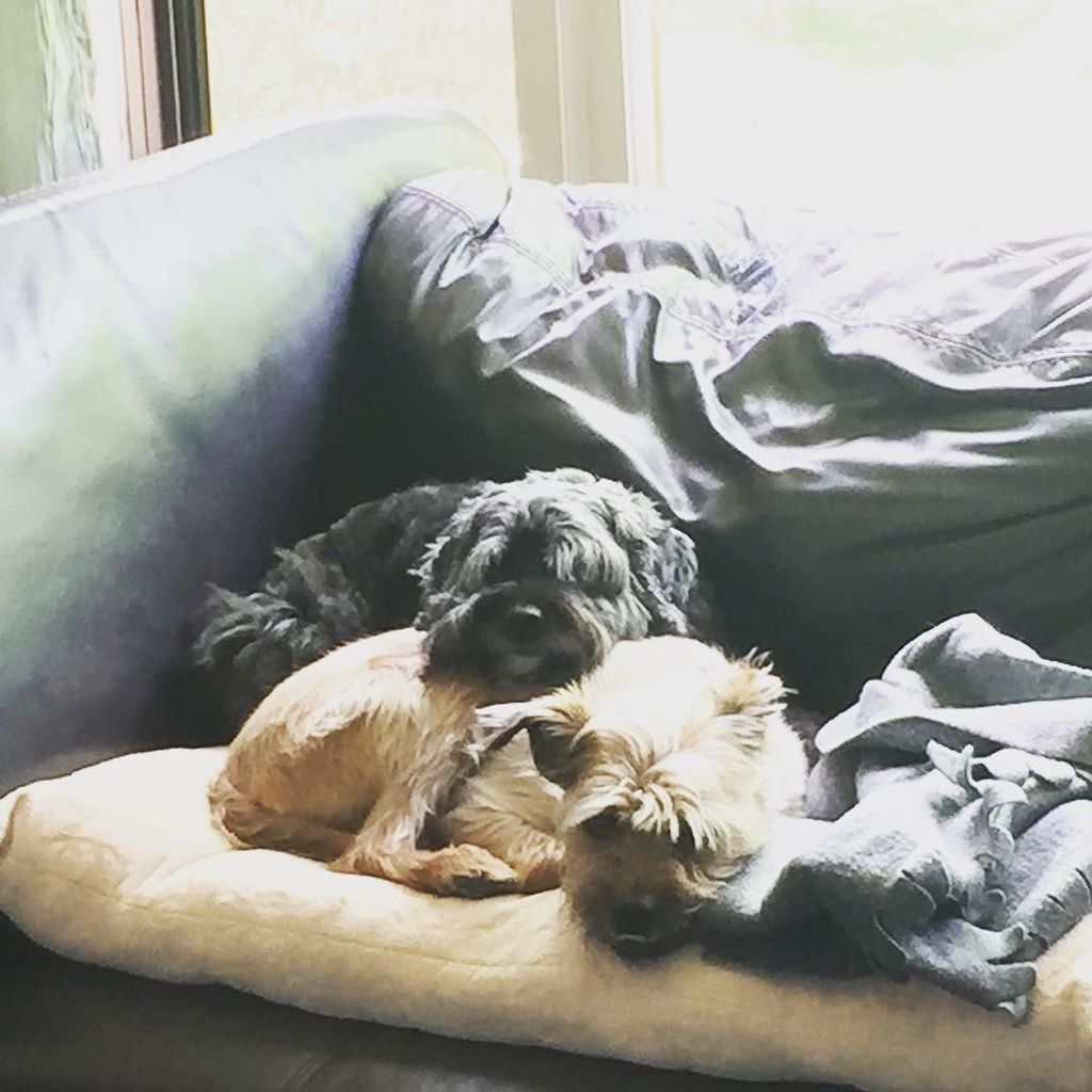 JessieDecker's tweet photo. Snuggle buds #lifeofporky #teethfirst #oliveoyl https://t.co/EnjZFRszvi https://t.co/28rPYE5qfX