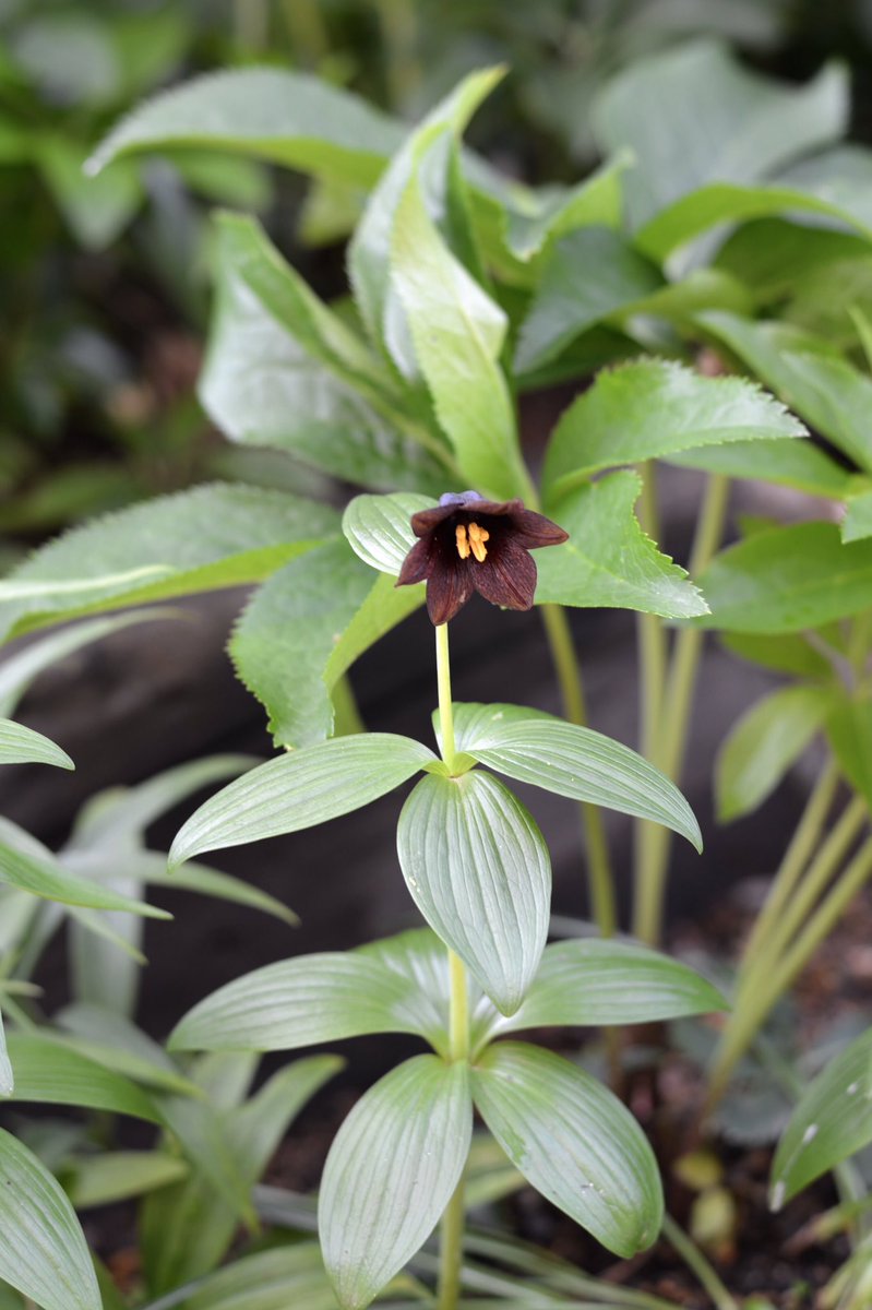 ラブラドールとクリスマスローズ V Twitter ポツンと小さな黒百合 ラブラドール クリスマスローズ 黒百合 T Co J98vjx5dwd