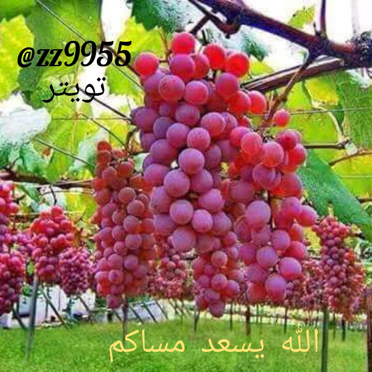 #اسعد_الله_مساكم_بكل_خير💚💚❤❤💚❤💚
#قروب_رهف_للدعم 💚❤💚
#قروب_الوصال_للدعم💚❤💚
#قروب_سواليف_للدعم💚❤💚