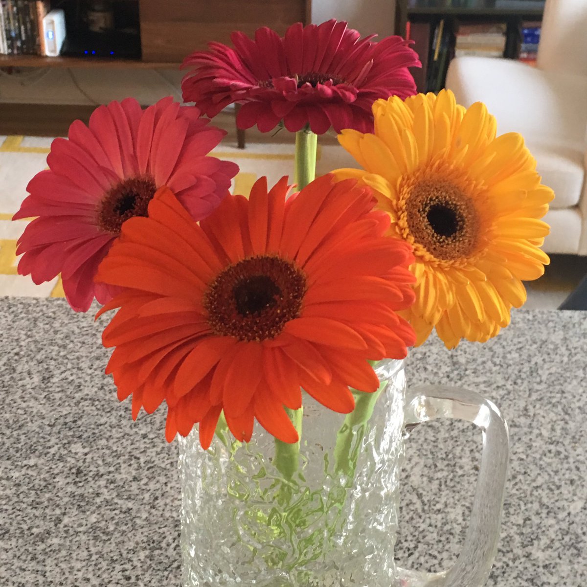 scribblinlenore's tweet photo. I bought Gerber daisies in every color they had #BecauseSpring https://t.co/nPIsoxCrdj