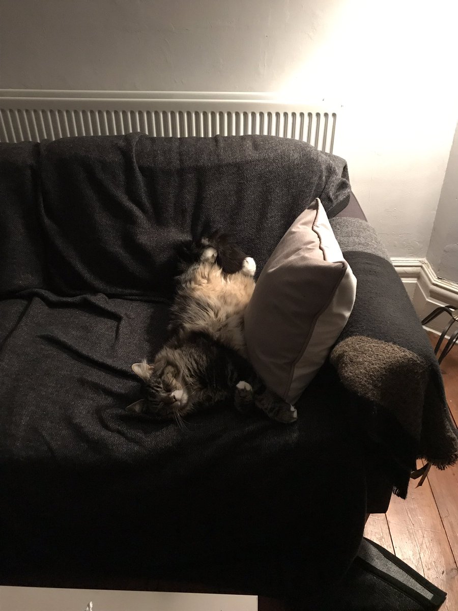 nrtsmith's tweet photo. Sundays can sometimes be relaxing. #learnfromcats #kingbenny @heidikawai https://t.co/IOyZ1fUcUN
