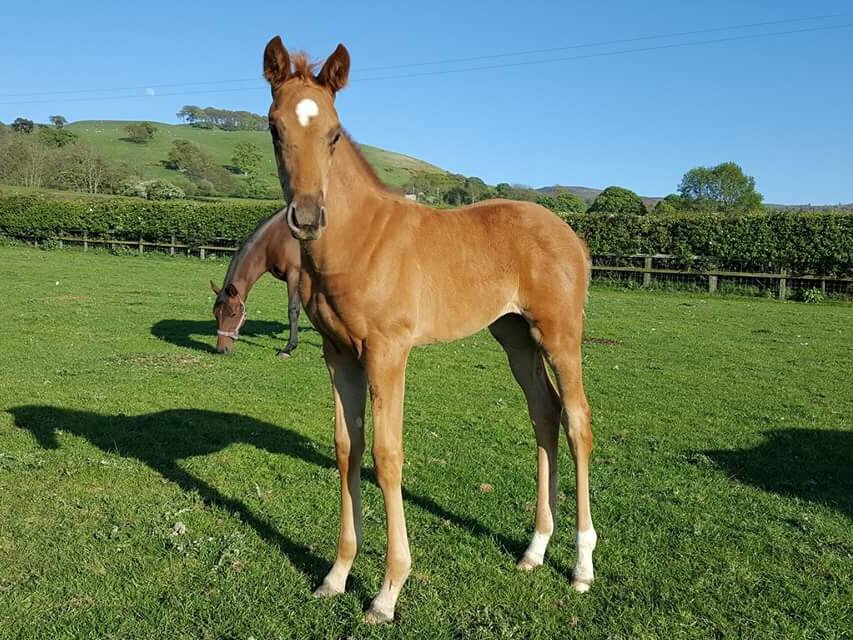 LloydBrosBStock's tweet photo. #HarbourWatch @TweenhillsHub ex #Jord (#TransIsland) 26th March filly.
@rpbloodstock https://t.co/GXivmOeCN2