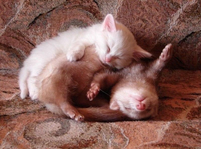 #ВзаимныйФолловинг #FollowBack #RuFollowBack #ЧитайМеняАяТебя #ЧитаюВзаимно #СучкаБuбераФолловитКерри #follow #rufollow #РусскийФолловинг