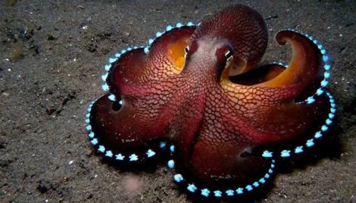 OurOcean's tweet image. Who doesn't love octopuses? Here are 5 reasons the octopus is the coolest animal in the sea: bit.ly/2d9fH5X