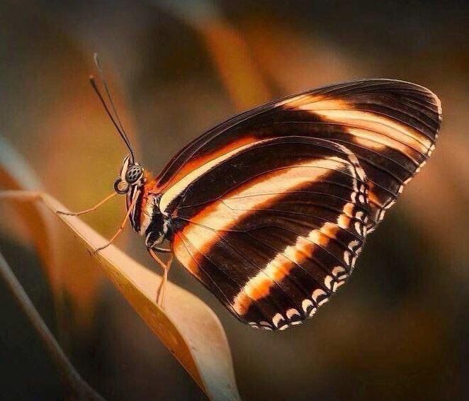 What the caterpillar calls the
end of the world, the master
calls a butterfly...
- Richard Bach