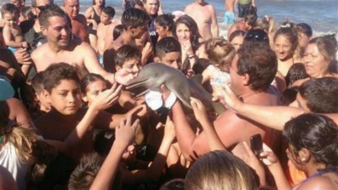 anate1780's tweet photo. ¡Indignante! Turistas mataron a bebé delfín por sacarlo del mar para tomarse... https://t.co/u8dFVWahEa by #sabiasvip via @c0nvey https://t.co/O49CUHccZ3