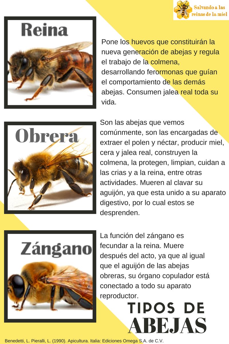 granizo Horror vecino Salvando a la abeja en Twitter: "¿Cuáles son las funciones de la #abeja  reina, obrera y zángano? https://t.co/g9itlYRLSa" / Twitter