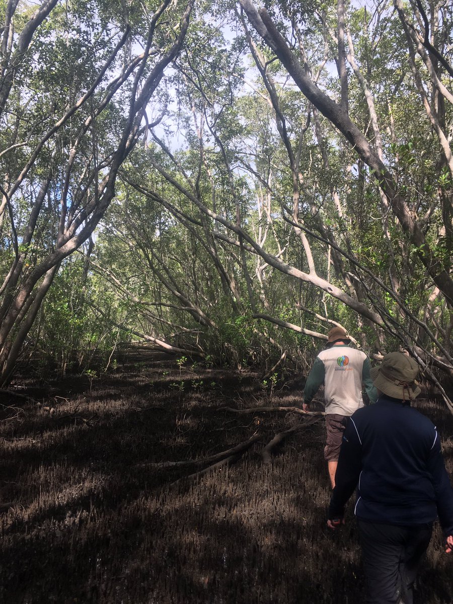PaulECarnell's tweet photo. Pat Dwyer from @nswdpi showing us 300+ year old #mangroves . Can't wait to see the #bluecarbon being stored under these giants! #OzMOW https://t.co/hoZO9Es5gY