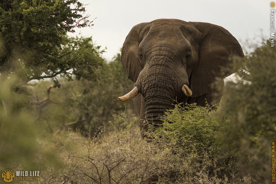 Some photos taken while out on our monitoring drives. Allways keep your eyes open 📸
#conservation #Photography #TeamCanon #Wildlife #blessed