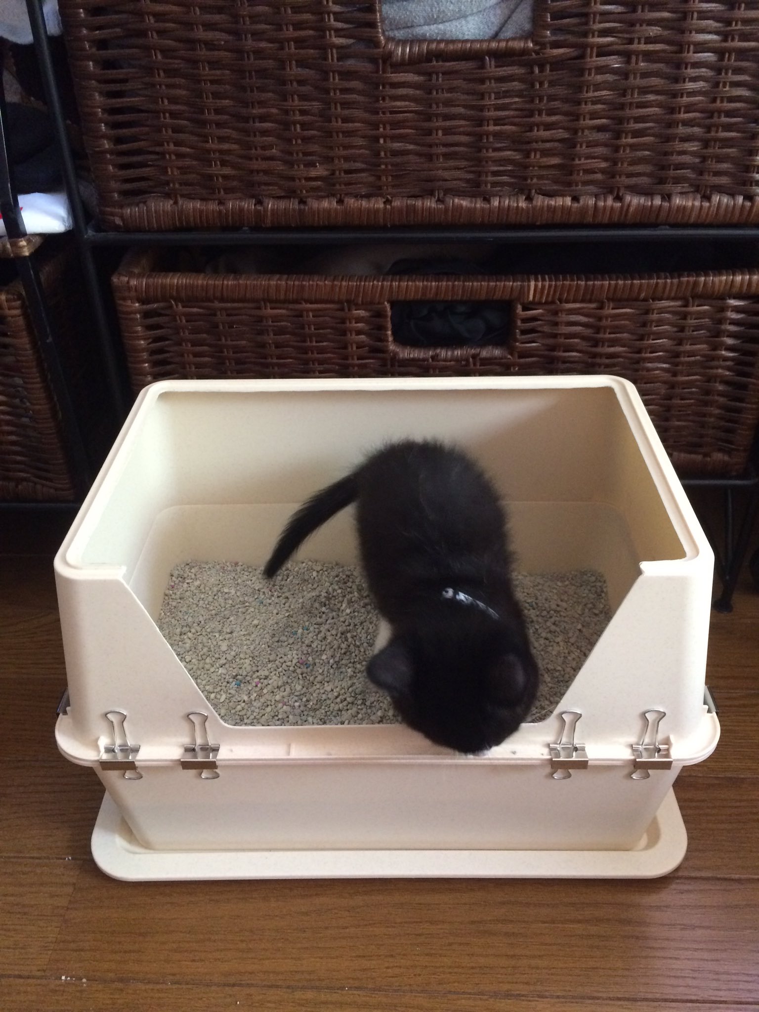 飯田 奈央 En Twitter 新しく拾われ子猫をもらったので友達と一緒に猫トイレ作りました Ch 百均素材で三百円 艸 ﾌﾌﾌ 子猫 自作 猫トイレ Https T Co Xuovoywfhk Twitter