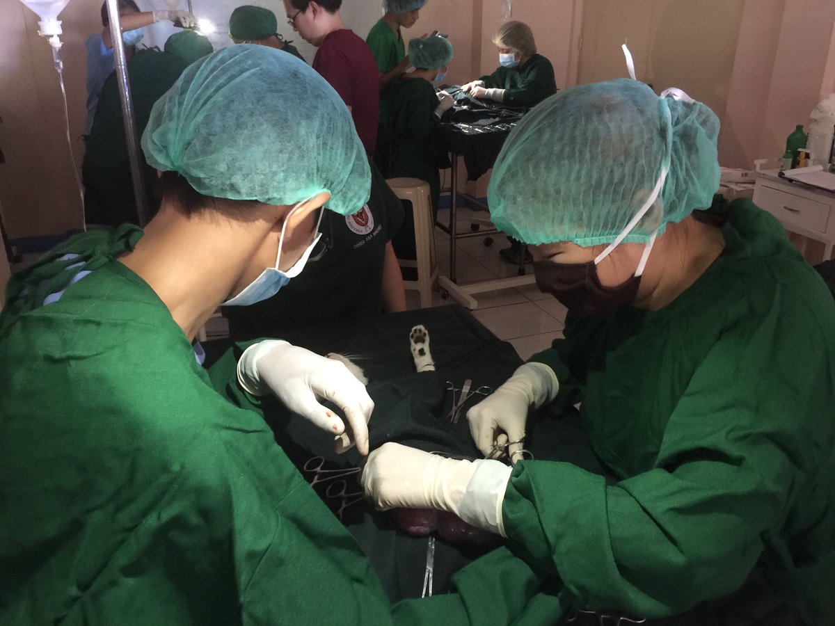 arahvirtucio's tweet photo. Ovariohysterectomy ☑️ DONE https://t.co/6uSh64vaY3