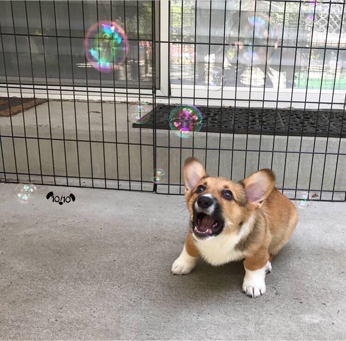 This is Hobbes. He's never seen bubbles before. 13/10 deep breaths buddy