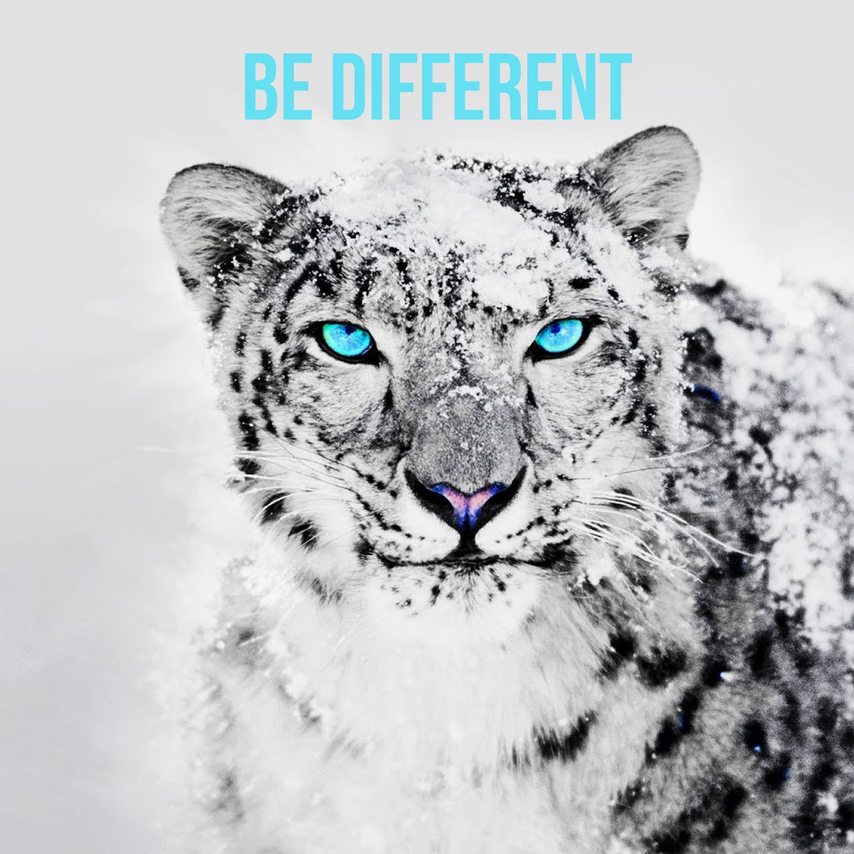 SEOResellersAus's tweet photo. Live life with your own style. Don’t copy others.
#improvepersonality #impressioncounts #Australia https://t.co/pgW9yB8qsM