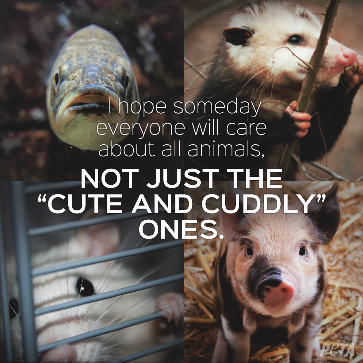 All animals deserve compassion, not just cats &amp; dogs ❤️