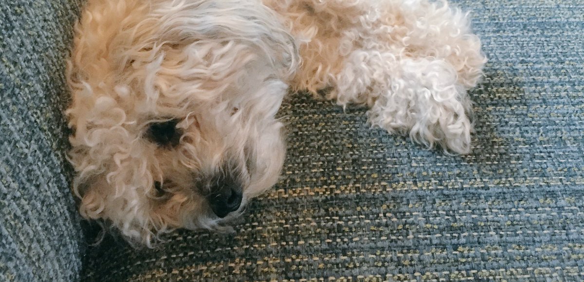 ProjectGroom's tweet photo. A rescued pup, is a happy pup. https://t.co/Gs2OcXNHJp