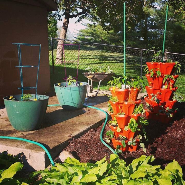xScienceLadyx's tweet photo. Check out this vertical gardening my family is trying out this year :) https://t.co/y9TcVxJrzp https://t.co/UMaK4Rq9Aj https://t.co/rIIqEEyDF8
