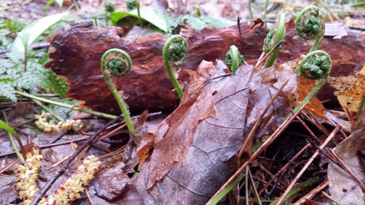 Fiddleheads 😍