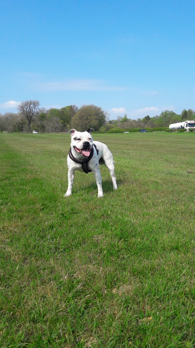 HaylieSanctuary's tweet photo. Cooper flexing his muscles lol Please help us get support and donations to help poor dogs just like cooper was he was stuck in a cage :( https://t.co/CGfiY1vY4f