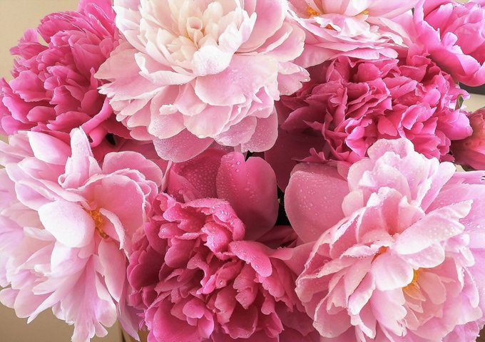 花農家のtwitterイラスト検索結果 古い順 花農家のtwitterイラスト検索結果 古い順
