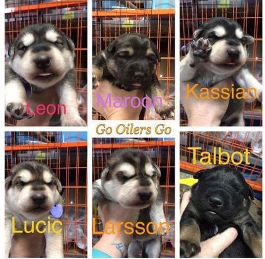 Zoe's Animal Rescue tweet media