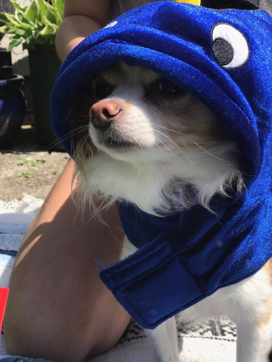 chesheerr's tweet image. mood