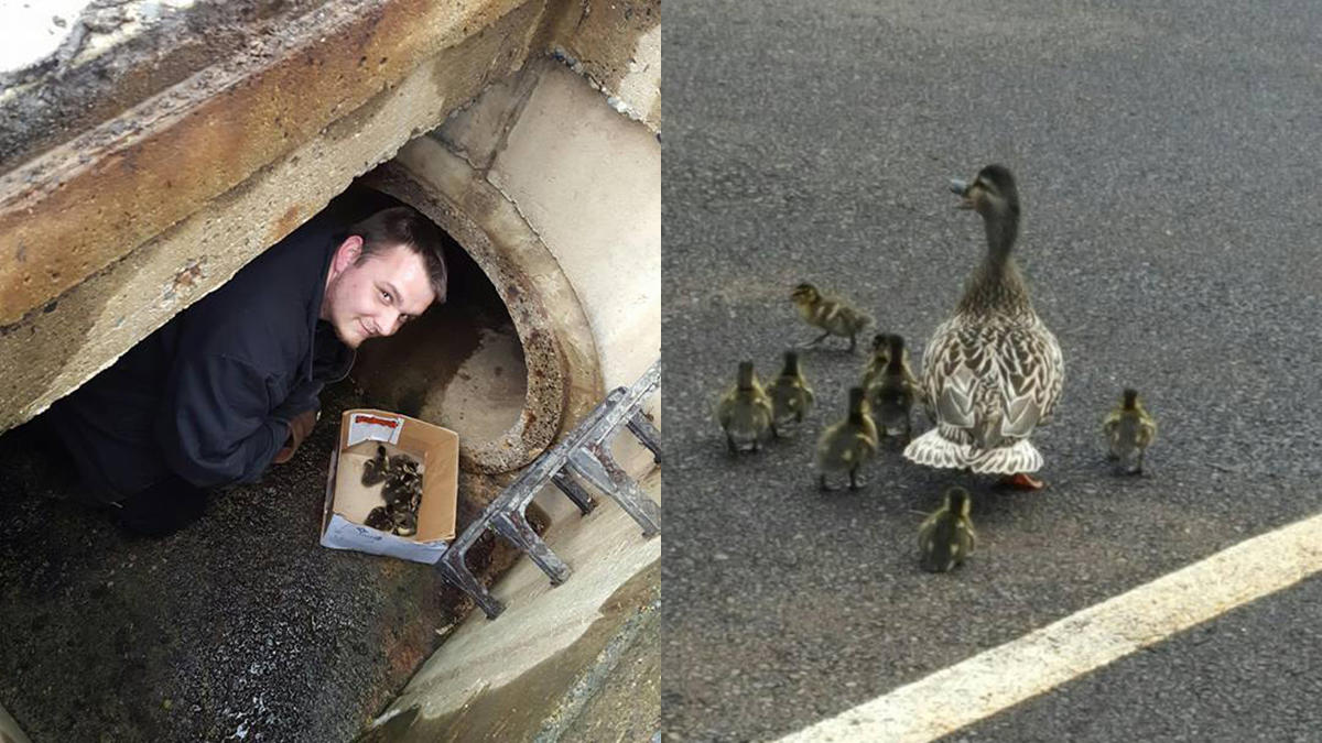 Firefighters Rescue Ducklings Trapped in Storm Drain http://bit.ly ...