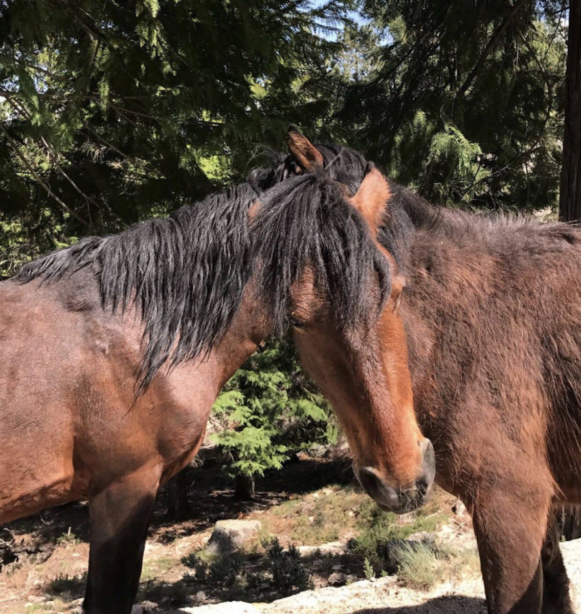 cmbrookins's tweet photo. Every time I think I know which horse owns this head, I change my mind. #puzzle #sharedhead https://t.co/57OPf5xjEU
