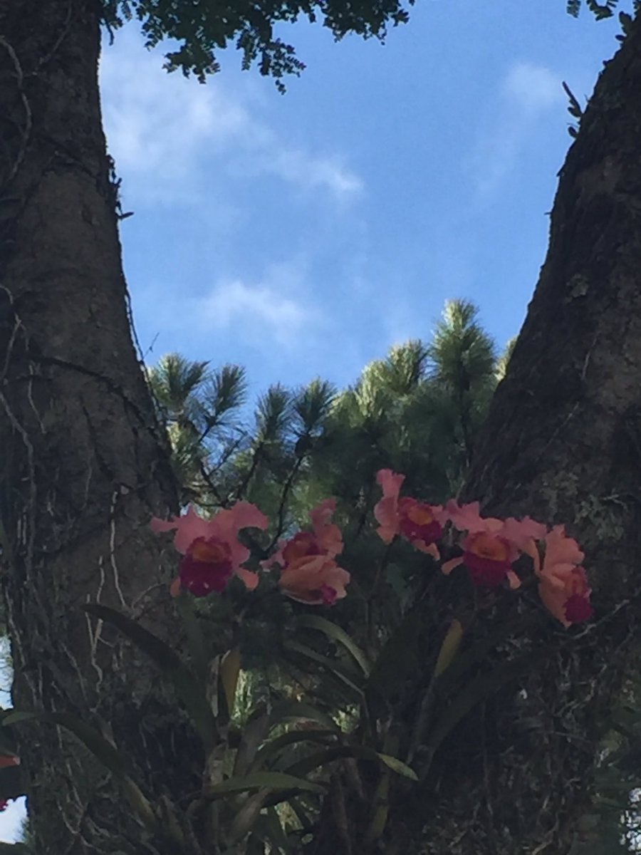 Jdlm61's tweet image. Cada herida humana reclama para comprender: alargar la razón, y sacarla de nuestras medidas y cálculos .