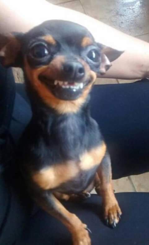 elcosodelapizza's tweet photo. - no quiero comer mas
- daselo al perro 
- https://t.co/HB1wJDldYd
